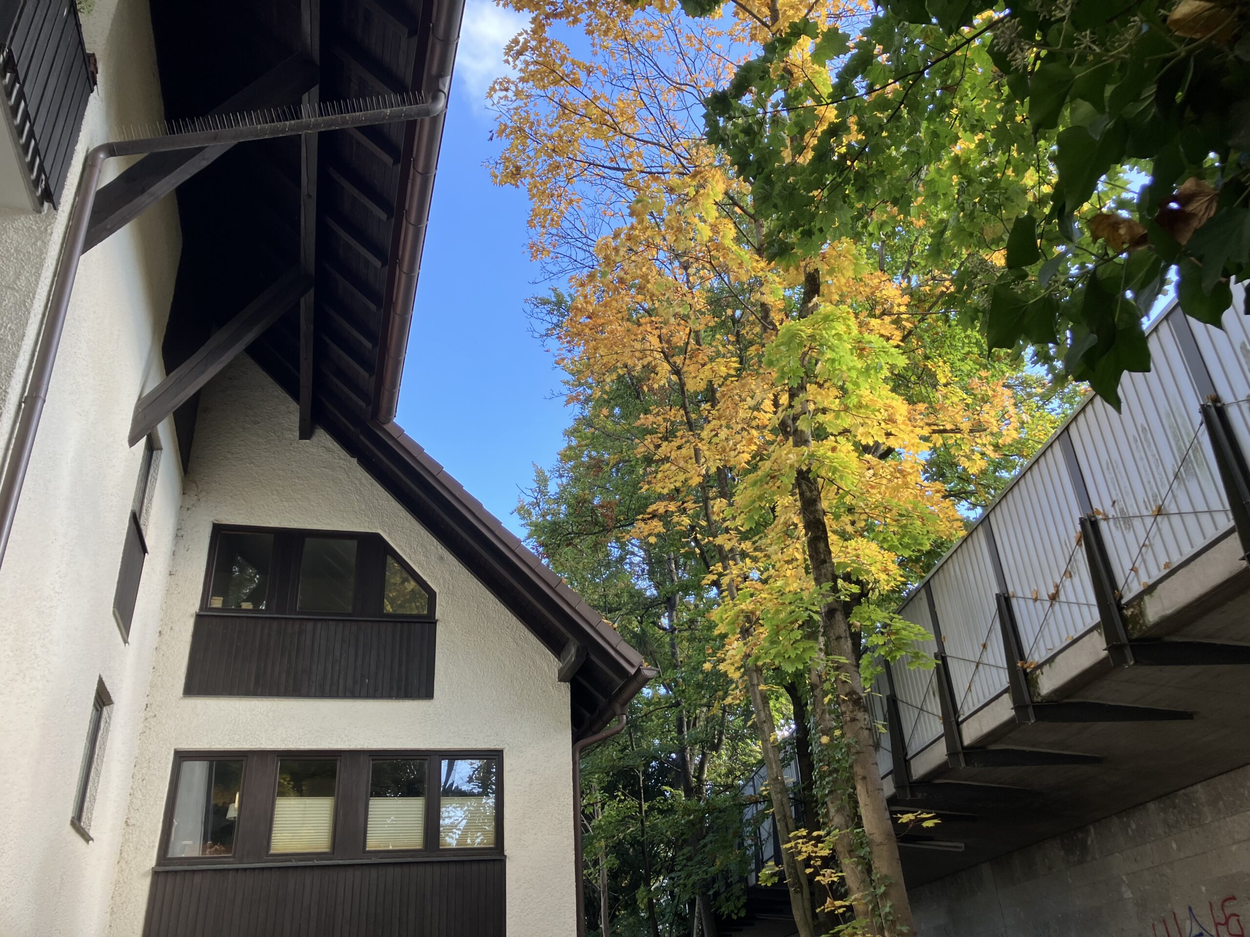 紅葉